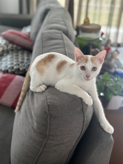 Nancy &amp; Family - Domestic Short Hair Cat