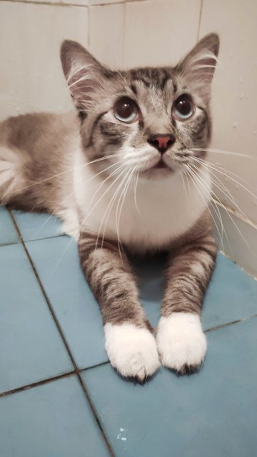 Flurry  - Domestic Medium Hair + Snowshoe Cat