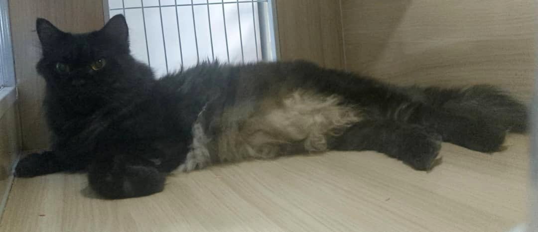 Hades - Domestic Long Hair + Persian Cat