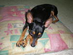 Dolly - Miniature Pinscher Dog