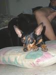 Dolly - Miniature Pinscher Dog