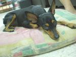 Dolly - Miniature Pinscher Dog