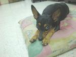 Dolly - Miniature Pinscher Dog