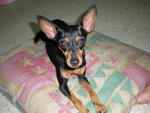 Dolly - Miniature Pinscher Dog