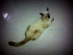 ms ni lulu dh 6 hr sakit..cirit birit..kuwus..'(