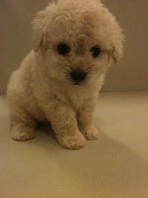 Toy Poodle - Poodle Dog