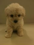 Toy Poodle - Poodle Dog