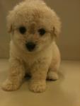 Toy Poodle - Poodle Dog