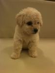 Toy Poodle - Poodle Dog