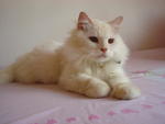 Bobby - Persian Cat