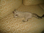 Tica Snow Bengal Kitten - Bengal Cat