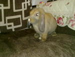 Kiki - Holland Lop Rabbit