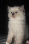 Kitten Medium White - Himalayan + Persian Cat