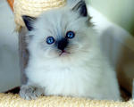 Fomo - Ragdoll Cat