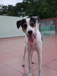 Jingle - Jack Russell Terrier Mix Dog
