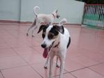 Jingle - Jack Russell Terrier Mix Dog