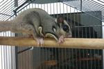 Young Adult Sugar Gliders - Sugar Glider Small & Furry