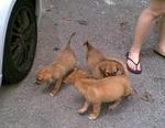 All three pups together - next to a Myvi wheel