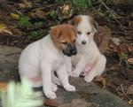 Charlie Mohawk - Mixed Breed Dog