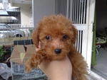 Red Toy Poodle - Poodle Dog