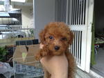 Red Toy Poodle - Poodle Dog