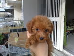 Red Toy Poodle - Poodle Dog