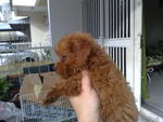 Red Toy Poodle - Poodle Dog