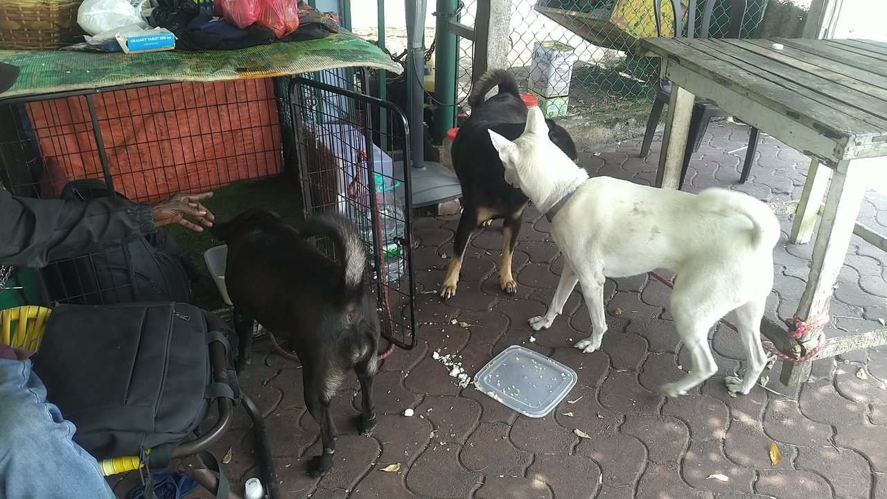 Cucu, Pabi, Beybi, Blackie - Mixed Breed Dog