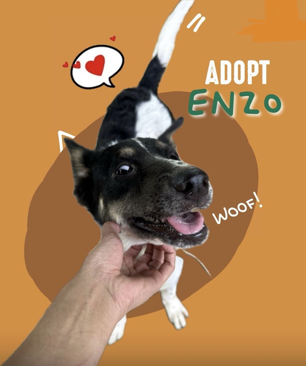 Enzo - Border Collie Mix Dog