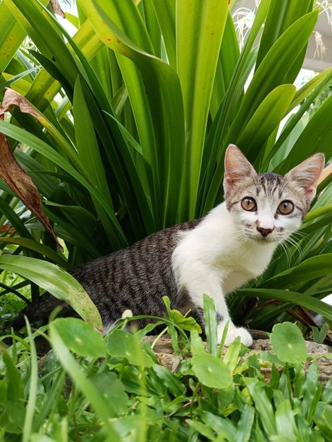 Jebat (Neutered) - Domestic Short Hair Cat