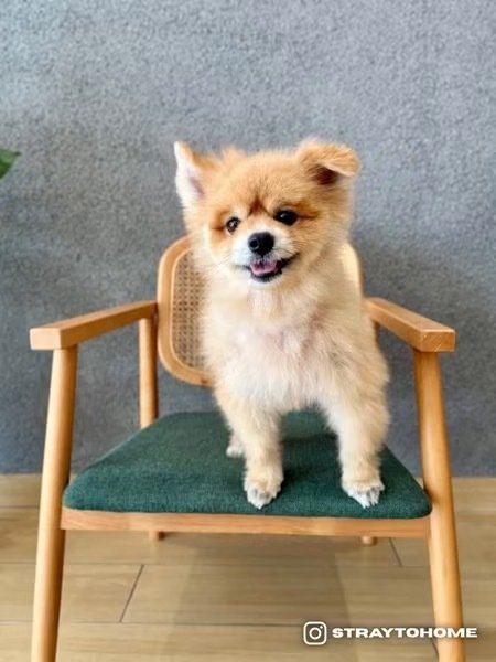 Gobber - Pomeranian Dog