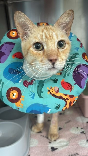 Rayu - Domestic Short Hair Cat