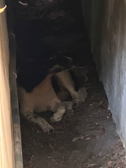 Aramiss in drain