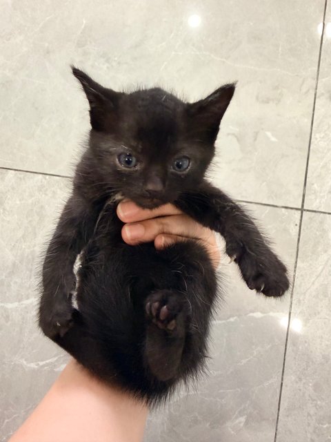 Kiki’s Kittens - Domestic Medium Hair Cat