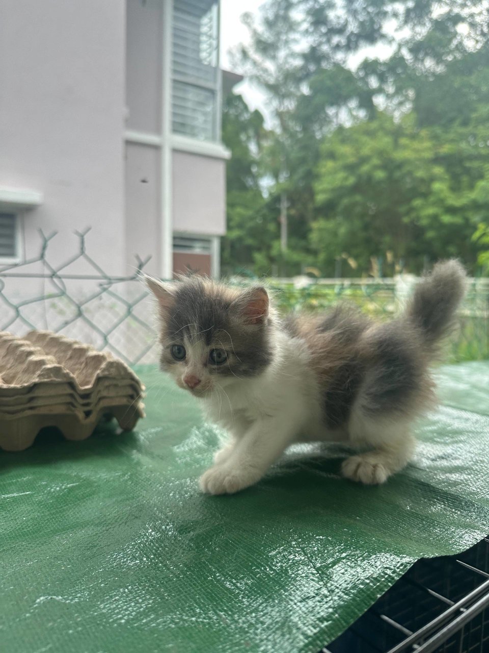 2 Month Old Kittens - Domestic Long Hair Cat