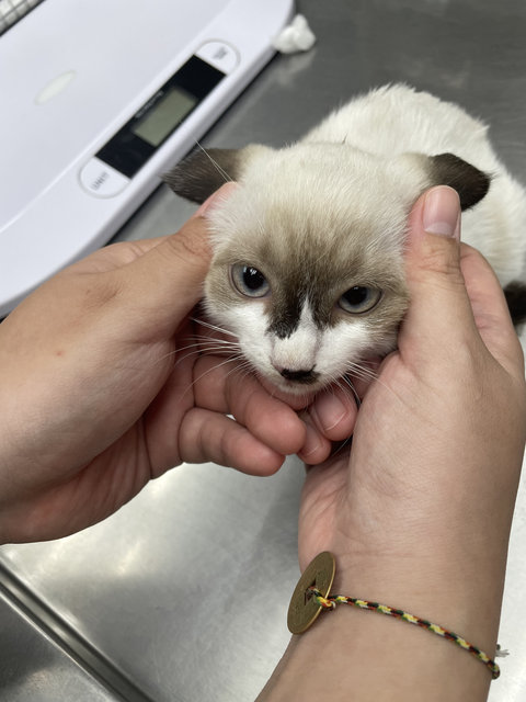Ash - Domestic Short Hair + Siamese Cat