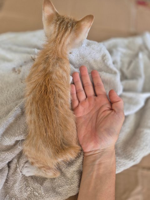 Plume - Domestic Short Hair Cat