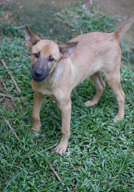 M From James Bond  - Mixed Breed Dog