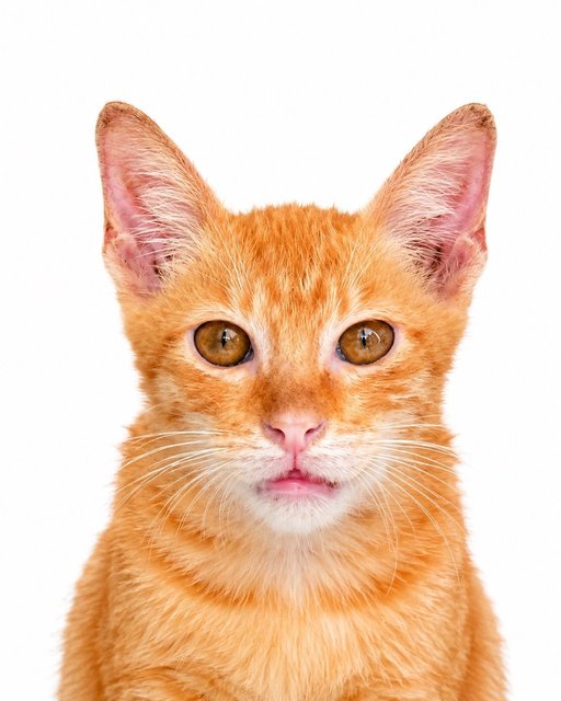 Got - Domestic Short Hair Cat