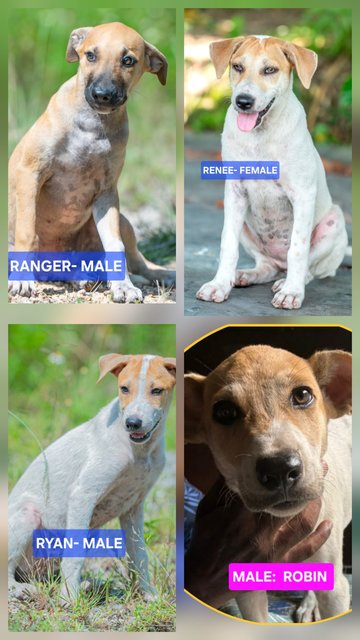 Renee/rayan/ranger/robin - Mixed Breed Dog