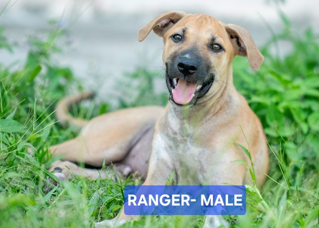 Renee/rayan/ranger/robin - Mixed Breed Dog