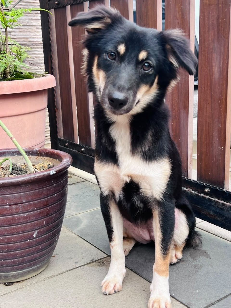 PF148289 - Mixed Breed Dog