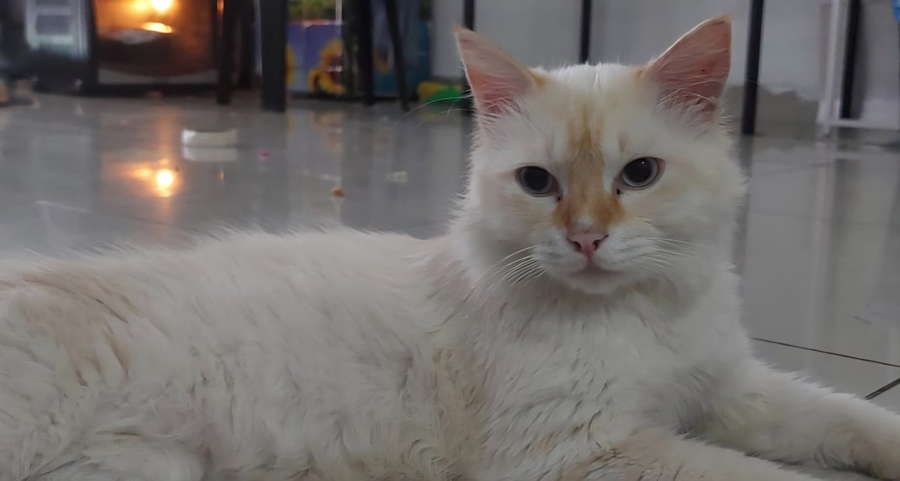Yushi - Domestic Medium Hair Cat
