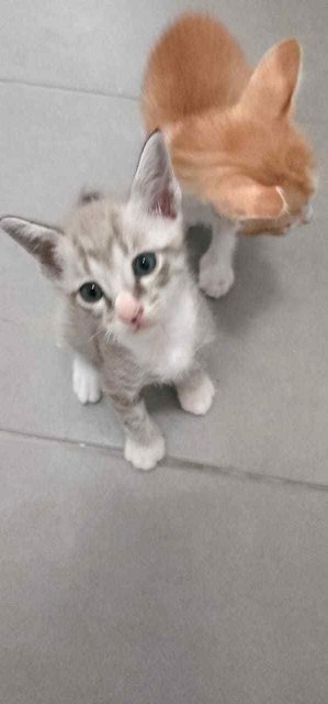 Kittens And Jodie  - Domestic Short Hair Cat