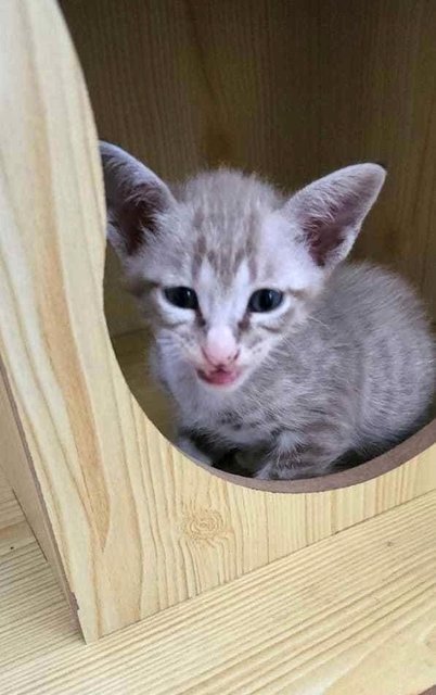 Kittens And Jodie  - Domestic Short Hair Cat