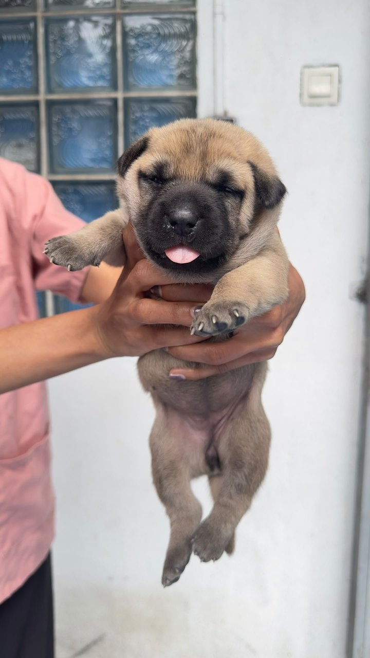 Blossom Bubbles &amp; Buttercup - Mixed Breed Dog