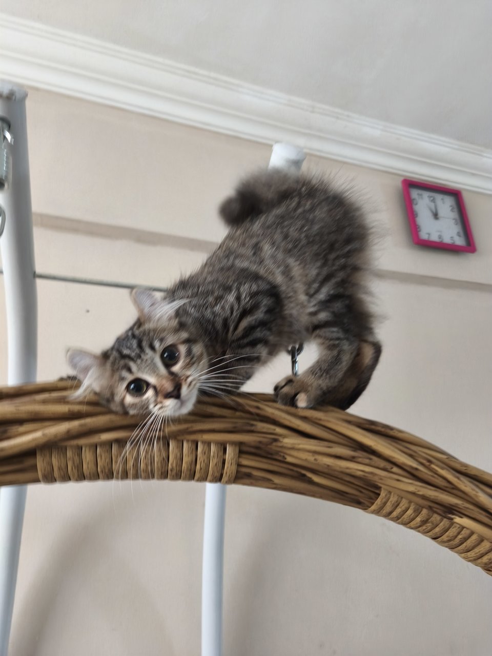 Baby Hazel - American Curl + Domestic Long Hair Cat