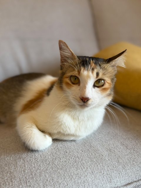 Cassie: Gentle &amp; Calm Babygirl - Domestic Medium Hair Cat