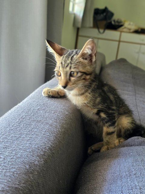 Billy - Domestic Short Hair + Bengal Cat