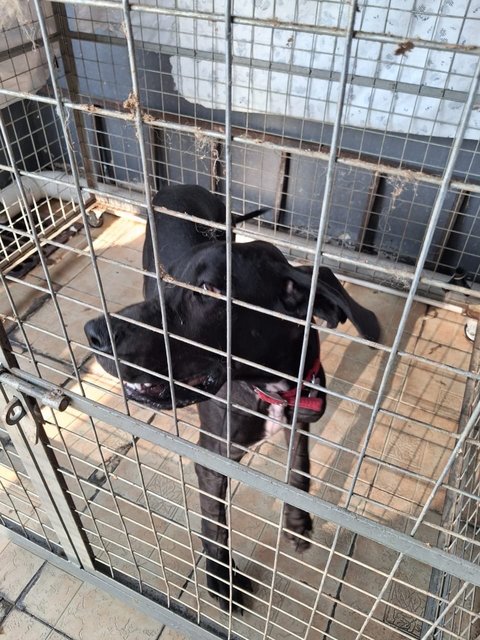 Boy - Great Dane Dog